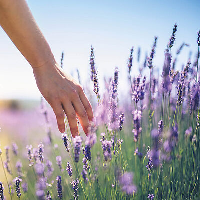 Eine Hand streift im Sonnenlicht durch ein Lavendelfeld