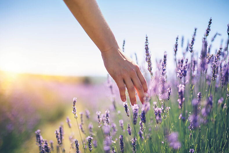 Eine Hand streift im Sonnenlicht durch ein Lavendelfeld